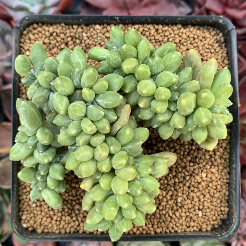 Pachyphytum 'Compactum' Crested 4" Succulent Plant