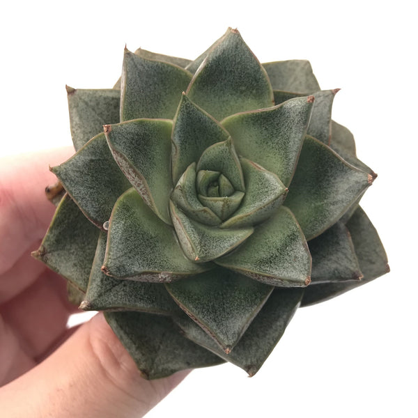 Echeveria 'Dionysos' 2"-3" Succulent Plant