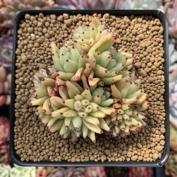 Echeveria Agavoides Crested 3" Succulent Plant