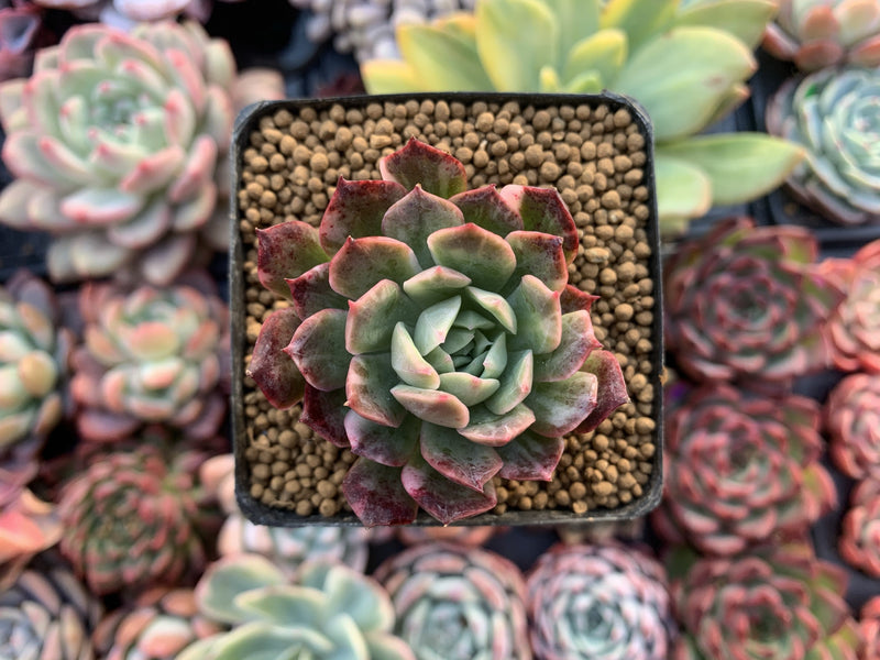 Echeveria 'Bradburiana' Variegated 2" Succulent Plant