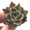 Echeveria Agavoides 'Kobane' 2" Rare Succulent Plant