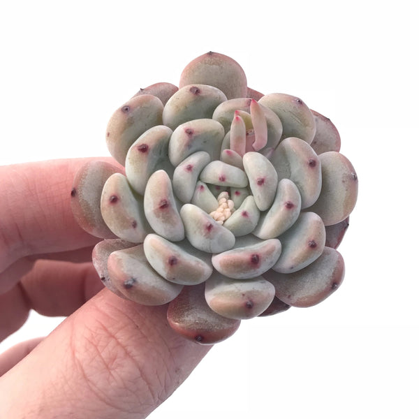 Echeveria Viyant Small 1”-2” Rare Succulent Plant