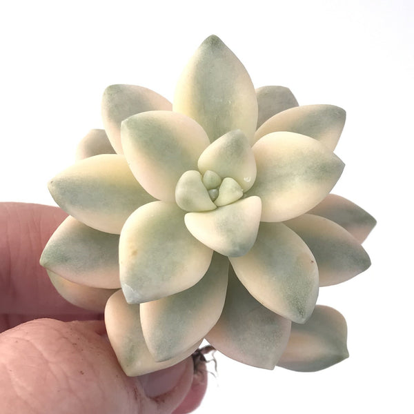 Graptoveria 'Titubans' Variegated 1" Succulent Plant