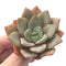 Echeveria 'German Champaign' 2"-3" Succulent Plant