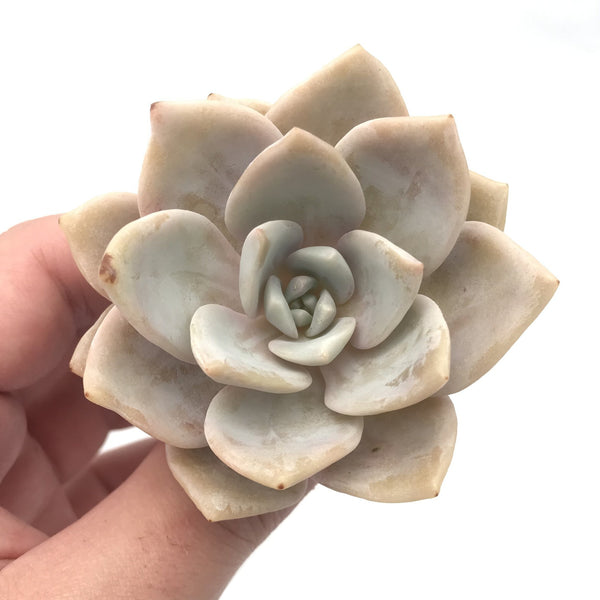 Echeveria 'Missing You' 3" Rare Succulent Plant