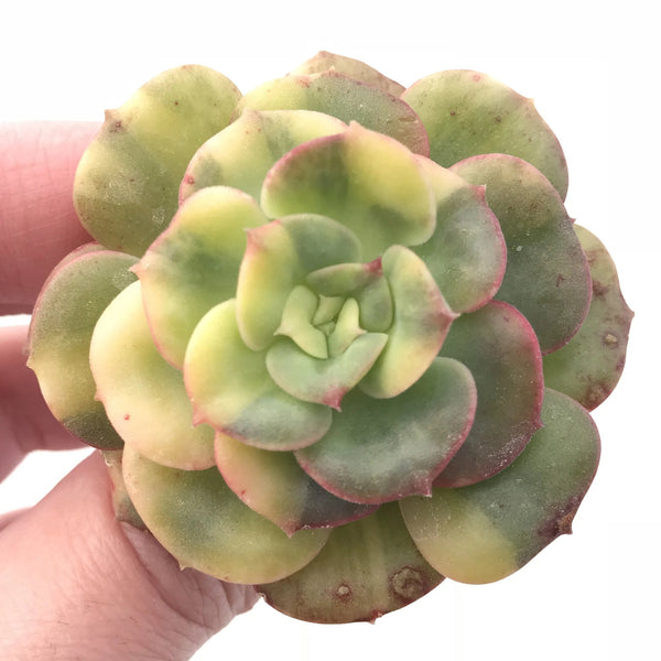 Echeveria Nicksana Variegated 2" Rare Succulent Plant