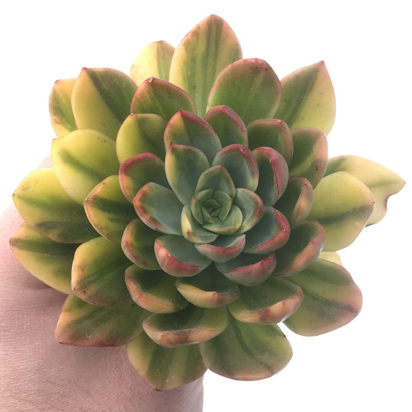 Echeveria 'Bob Jolly' Variegated 5" Extra Large Succulent Plant