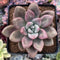 Graptoveria 'Ruby Donna' 3" Succulent Plant