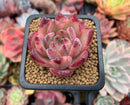 Echeveria 'Ratam' 2"-3" Succulent Plant