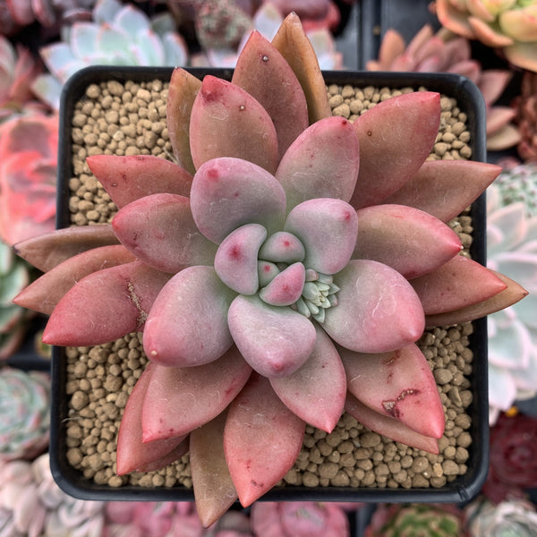 Graptoveria 'Ruby Donna' 3"-4" Succulent Plant