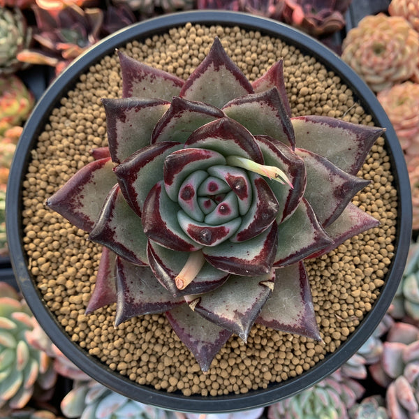 Echeveria Agavoides 'Ebony Superclone' 5" Succulent Plant