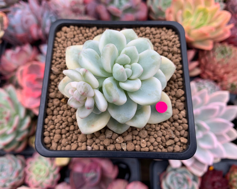 Sedum 'Clavatum' Variegated 2"-3" Succulent Plant