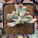 Cotyledon 'Orbiculata' Variegated 4" Succulent Plant