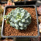 Pachyphytum sp. 1" Succulent Plant