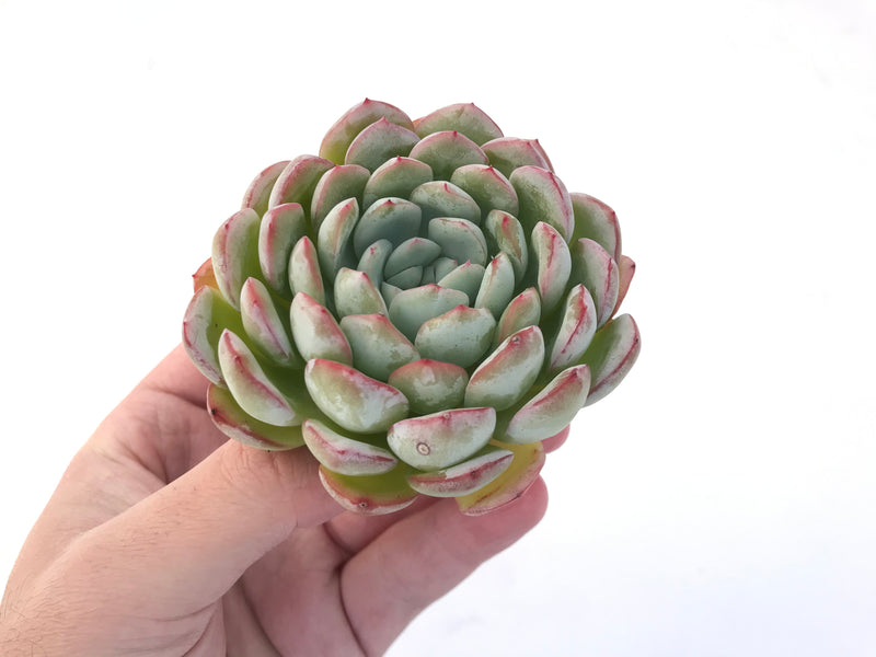 Echeveria 'Yusuke' 3" Succulent Plant