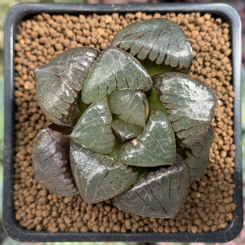 Haworthia 'Tropical Knight' 2" Succulent Plant