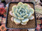 Echeveria 'Chloe' 3" Powdery Succulent Plant