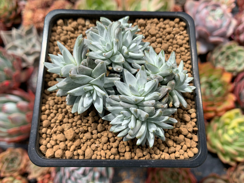 Dudleya 'White Greenii' 3"-4" Cluster Succulent Plant