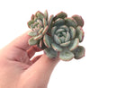 Echeveria 'Soul Mint' 3" Succulent Plant