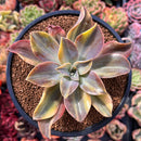 Graptoveria 'Fred Ives' Variegated 4" Succulent Plant