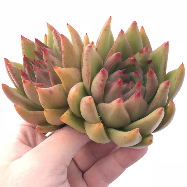 Echeveria Agavoides Diego Sunset 5” Rare Succulent Plant