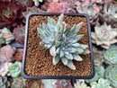 Dudleya 'White Greenii' 1"-2" Cluster Succulent Plant