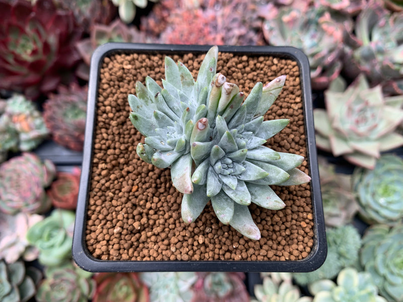 Dudleya 'White Greenii' 1"-2" Cluster Succulent Plant