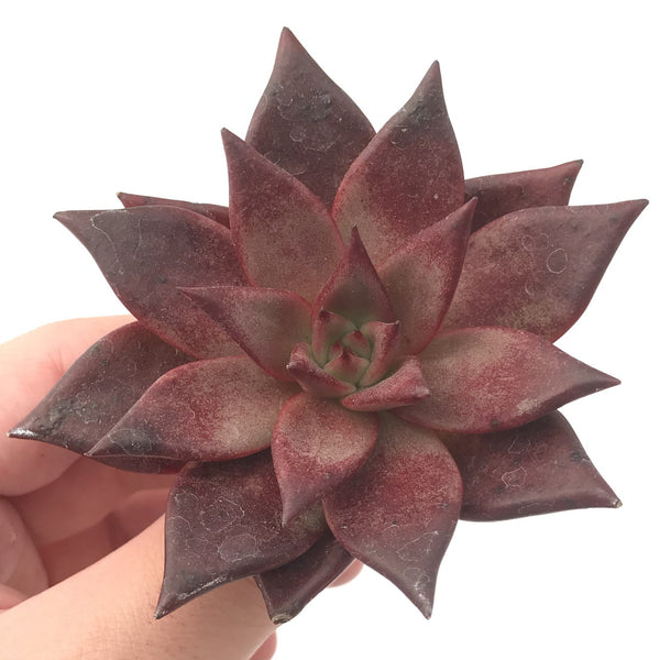 Echeveria Agavoides 'Luming' 2"-3" Succulent Plant