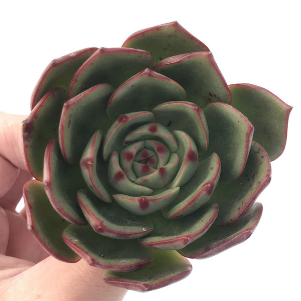 Echeveria Agavoides 'Salu' 2" Succulent Plant