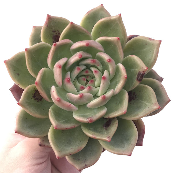 Echeveria Agavoides 'Shallot' 8" Large Succulent Plant