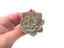 Echeveria ‘Ice Love’ Variegated 2” Succulent Plant