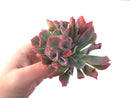 Echeveria 'Trumpet Pinky' 4" Cluster Succulent Plant