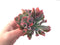 Echeveria 'Trumpet Pinky' 4" Cluster Succulent Plant