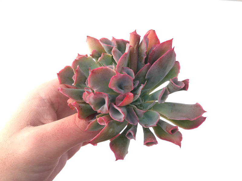 Echeveria 'Trumpet Pinky' 4" Cluster Succulent Plant