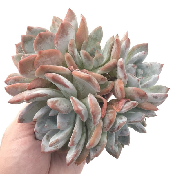 Echeveria 'Ivory' Hybrid Cluster 8" Large Specimen Rare Succulent Plant