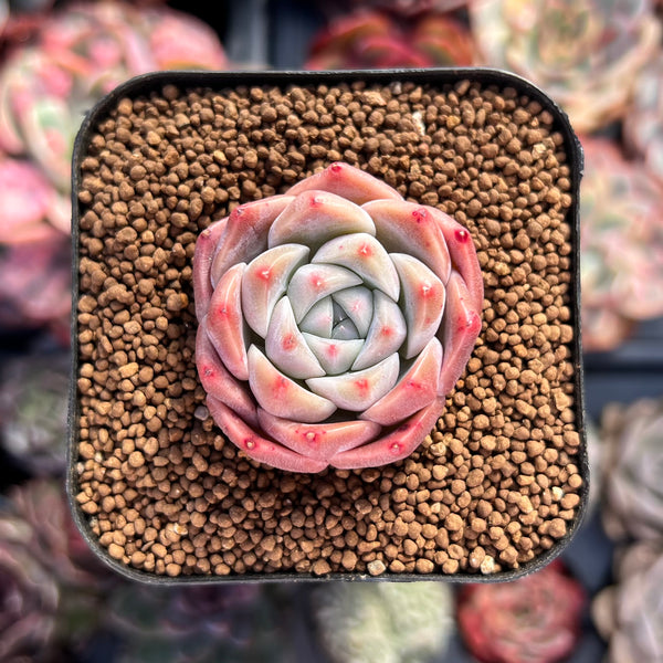 Echeveria 'Alba Beauty' 1"-2" Succulent Plant