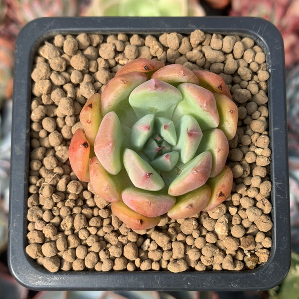 Echeveria 'Apple Pie' 1" Succulent Plant