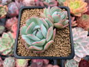 Echeveria 'White Cream' 3" Cluster Succulent Plant