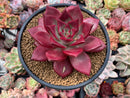 Echeveria Agavoides 'Lumming' 5" Large Succulent Plant