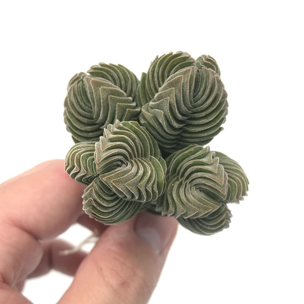 Crassula 'Buddha's Temple' 2"-3" Succulent Plant