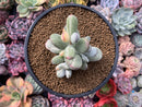Cotyledon 'Orbiculata' Variegated 3" Very Rare Succulent Plant