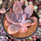 Graptoveria 'Raon' 3" Succulent Plant