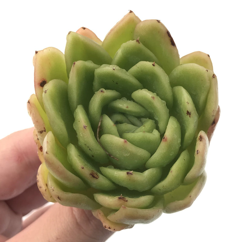 Echeveria Agavoides 'Raja' 2"-3" Rare Succulent Plant