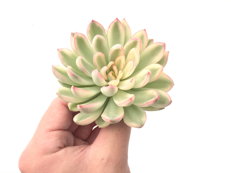 Echeveria 'Mebina' Variegated Large 3"-4" Succulent Plant