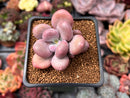 Pachyphytum 'Bracteosum' 3" Succulent Plant