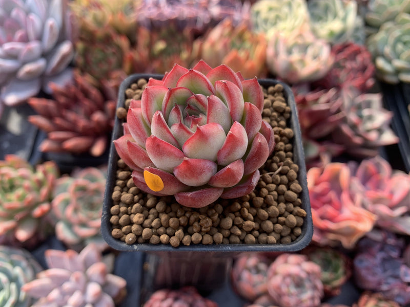 Echeveria Agavoides 'Pokeball' 1"-2" New Hybrid Succulent Plant