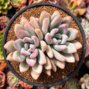 Graptoveria 'Opalina' Cluster 4" Succulent Plant