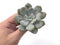 Echeveria 'Laui' 2"-3" Powdery Succulent Plant