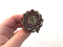 Echeveria 'Sarahime' 2" Succulent Plant