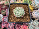 Echeveria 'Arba' 1" New Hybrid Powdery Succulent Plant